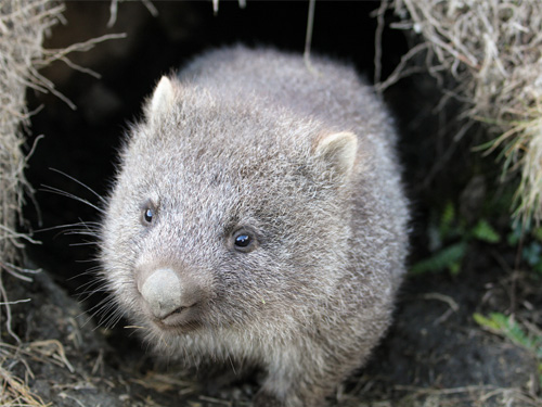 wombat-2