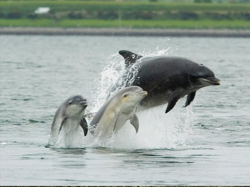 delfiny-wprowadzaja-sie-do-rzeki