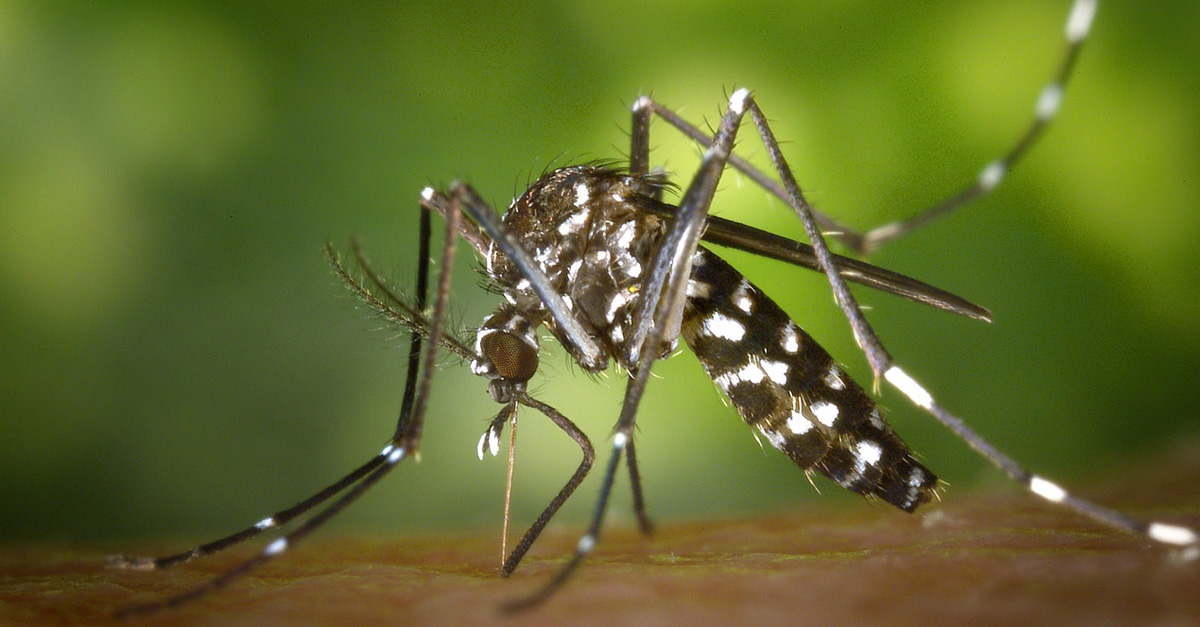 komary-zmutowane-2